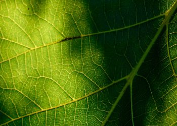 The Role of Fiber in Digestive Health