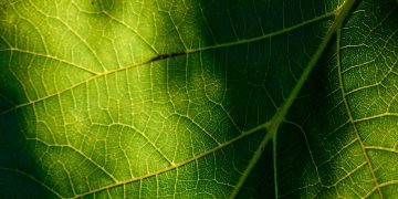 The Role of Fiber in Digestive Health