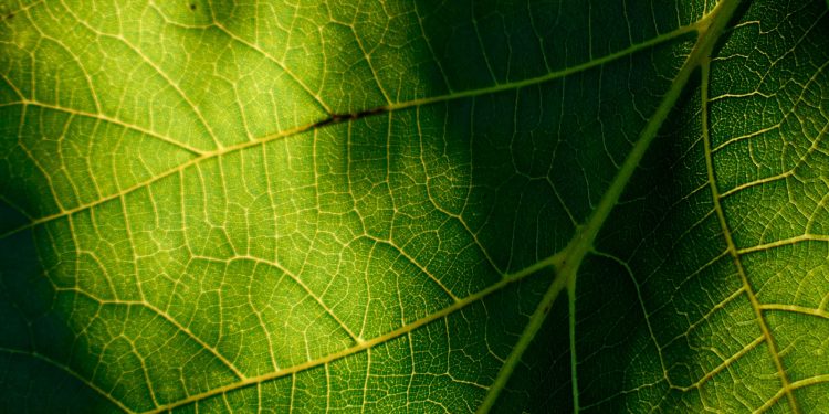 The Role of Fiber in Digestive Health